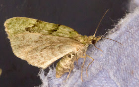 V-Pug, Chloroclystis v-ata.  Keston Common moth trap, 2 July 2011.