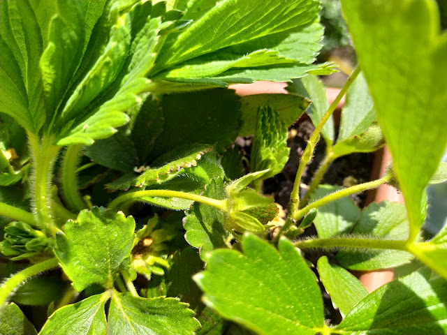 Fresones (Fragaria x ananassa). Fructificación.