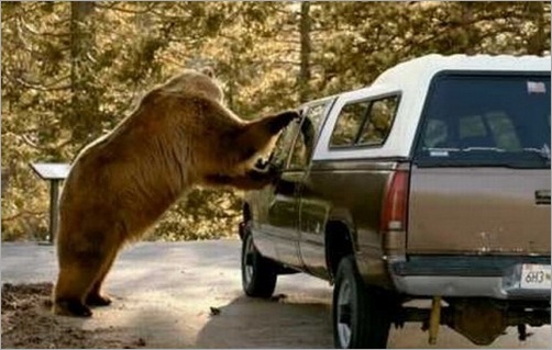 animals-attacking-cars-09