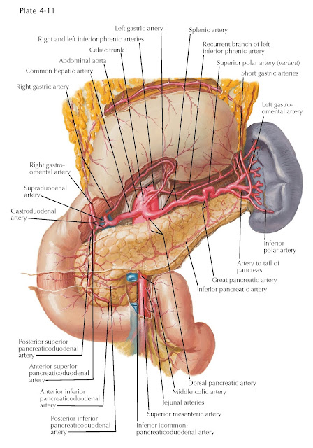 ARTERIES OF STOMACH, DUODENUM, PANCREAS, AND SPLEEN