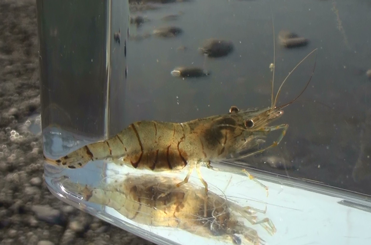 東京淡水魚図鑑 スジエビ テナガエビ科スジエビ属 東京淡水魚図鑑 スジエビ テナガエビ科スジエビ属