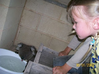 Koala bebe água de bacia