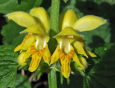 Lamier jaune (Lamium galeobdolon)