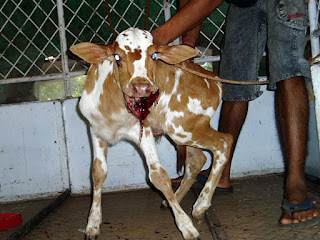 Injured calf