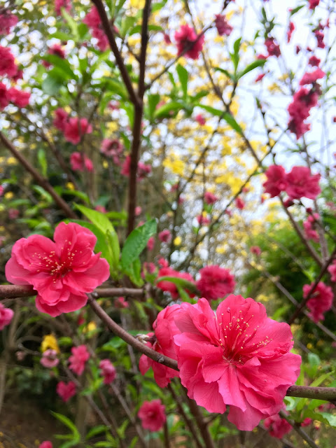 cherry blossom, hsinchu, taiwan