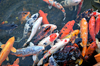 gambar ikan koi di kolam banyak