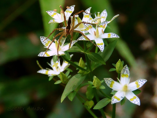 Dolomedes saganus