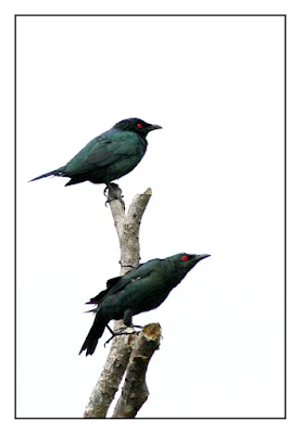 Two Starling resting at dead branch at My Backyard in Raub malaysia