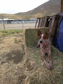 Australian cattle dog sitting on hay bale