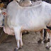 GAMBAR SAPI ONGOLE 4