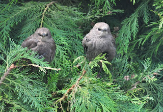 Starling fledglings in the conifers