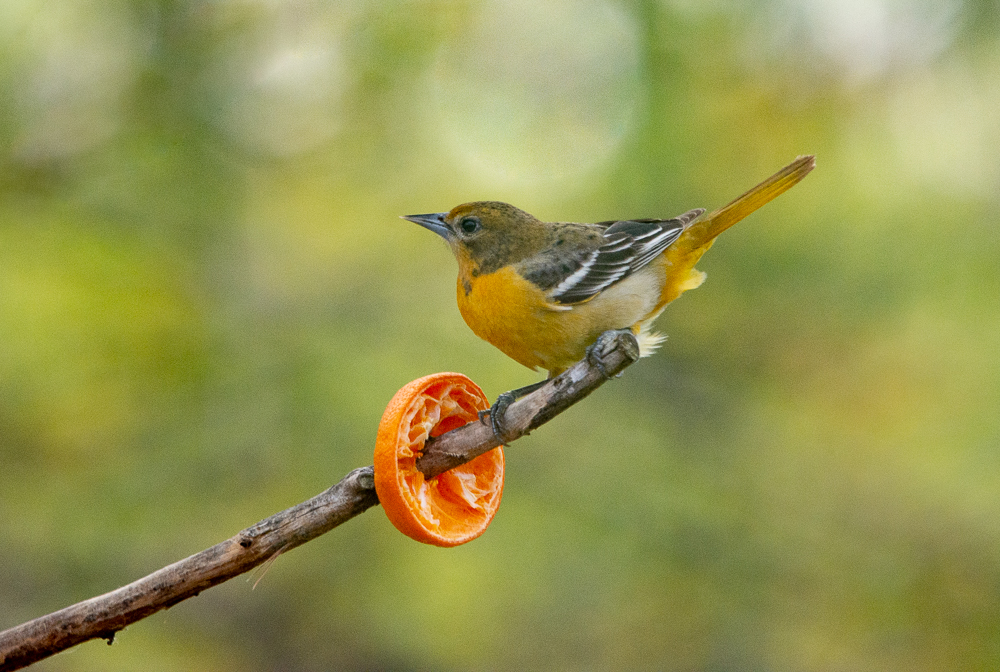 female Baltimore oriole