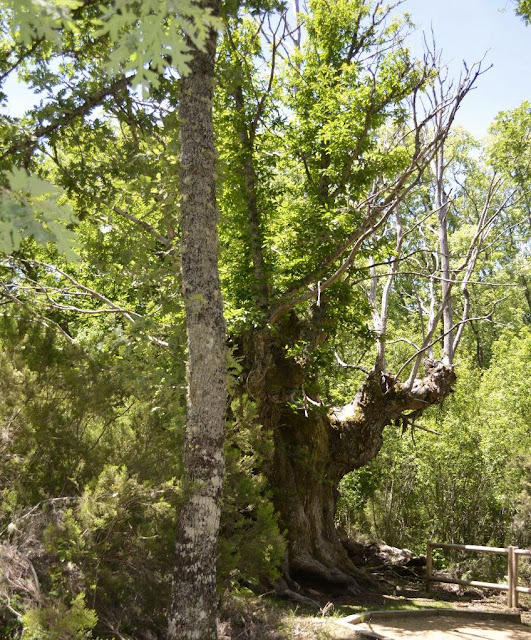 Senda de los Castaños, La Alberca