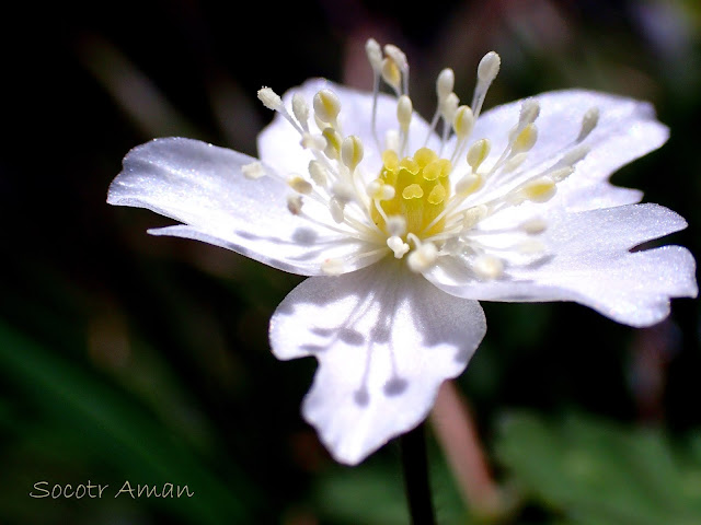 Anemone flaccida