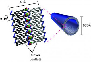 Peptides Can Make Scaffold for Life