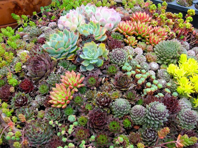 Discovering the Timeless Charm: Delving into the Lifespan of Succulents