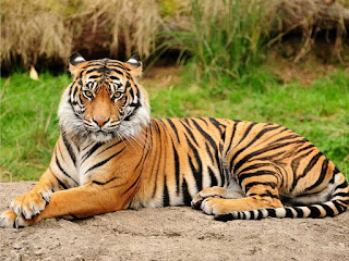 10 Amazing and Terrific Facts about Tigers