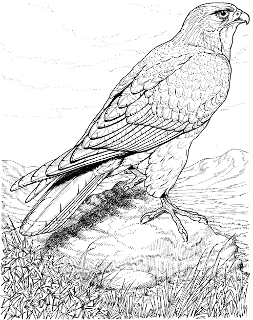 Real Life Looking Coloring Pages Of Detailed Hawk Bird Coloring Pages For  Adults  Enjoy Coloring