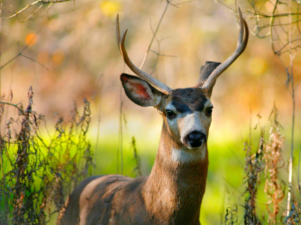 Deer Wallpapers Animals Backgrounds