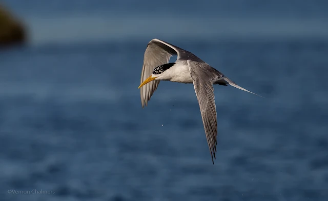 Birds in Fliught Photography: Background Blur Considerations