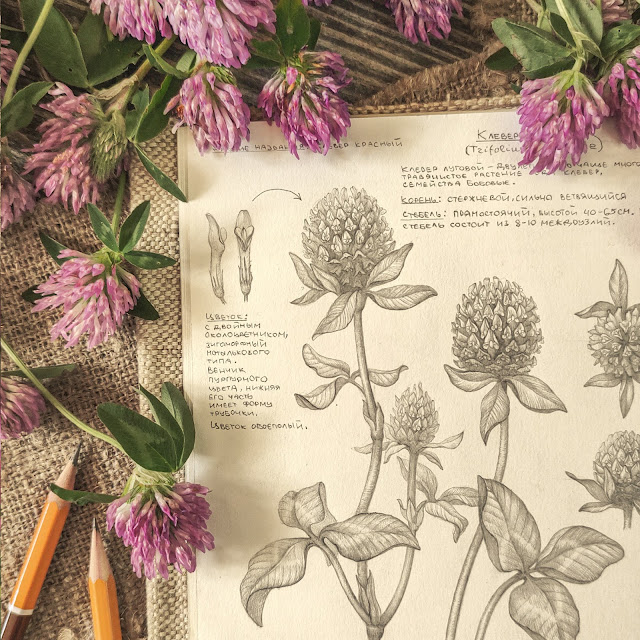 klever lugovoj, Клевер луговой, Trifolium pratense, risunok-botanika, botanical sketch, plant art, small flower, sketchbook, botanical  illustration, nature sketchbook