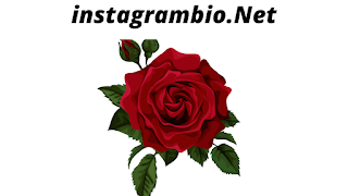 Instagram Bio For Rose Lover