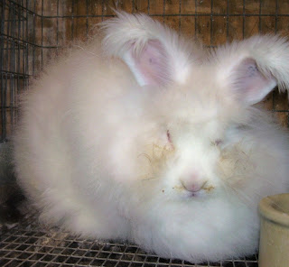 Cute Angora Rabbit Picture