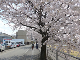 犀川　桜