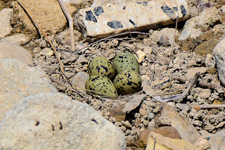 cigüeñuela comun-himantopus himantopus-nido de cigüeñuela-aves-aves acuaticas-