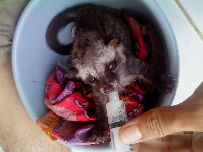 AnaK Musang Yang Sedang Diberi Makan Dengan Suntikan