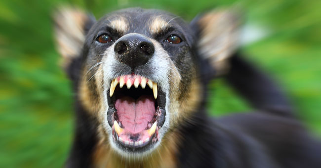 Tenerife, cane azzanna alla testa e uccide un bambino di 20 giorni