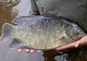 cara budidaya ikan, cara pemijahan ikan gurame di kolam terpal,ternak ikan gabus di kolam terpal,gurame kolam terpal,