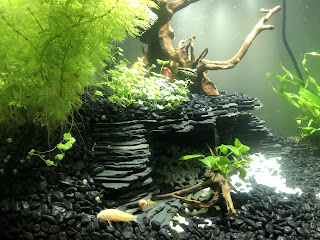 Acuario plantado