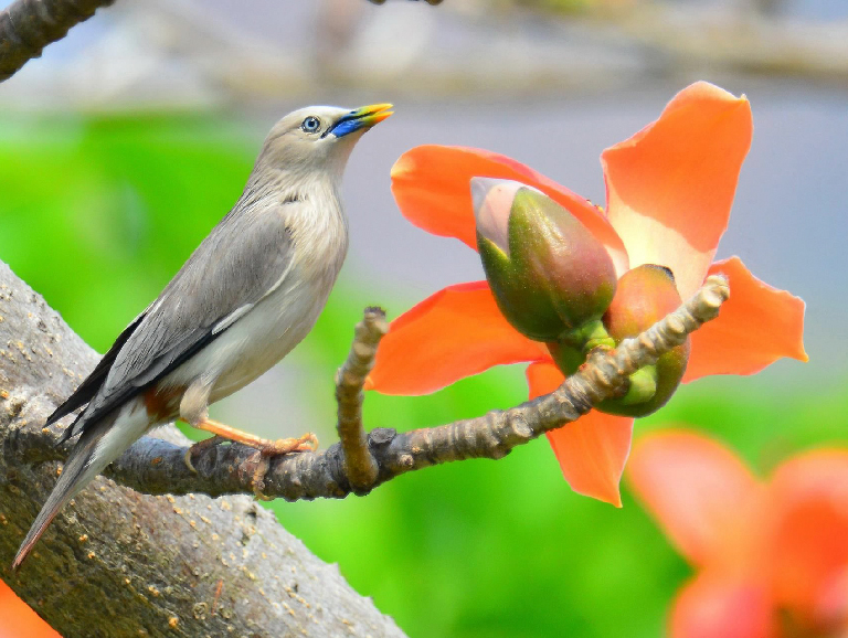 Chestnut-tailed Starling