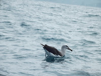 The Salvin’s Albatross has a black area around the eye as if wearing mascara, similar to the Laysan Albatross In Hawaii. This one was seen off the Kaikoura Peninsula, NZ