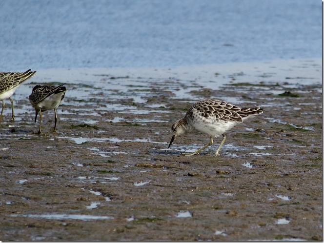 Ruff Alkboro 30.08.14