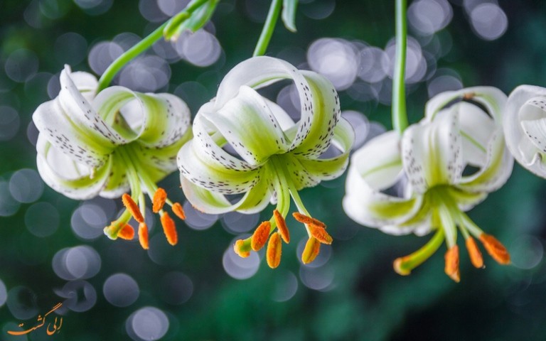 Лилия Ледебура (Lilium ledebourii)