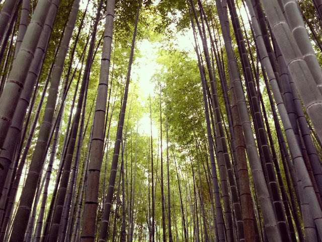 Bamboo forest on the grounds of Hokokuji - Kamakura, Japan