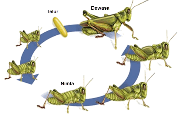 metamorfosis pada jangkrik