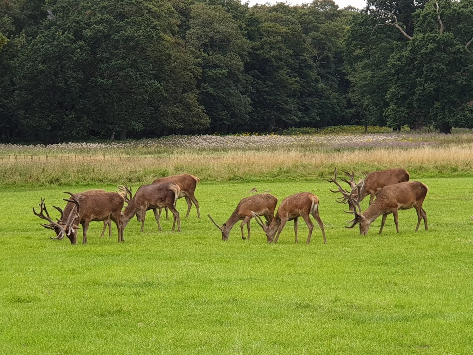 A Walk Around Wollaton Hall In Nottingham