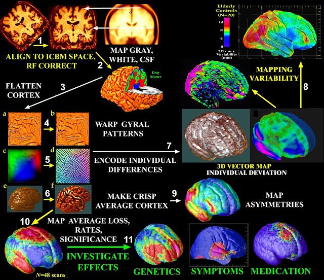 Brain Structure And Functions5