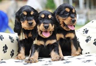 Perros y Cachorros Cocker Spaniel