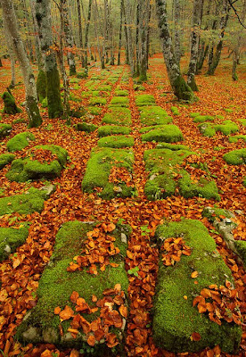 Magic forest - Bosque mágico (4 photos)