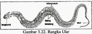 MENGENAL RANGKA  HEWAN VISIUNIVERSAL