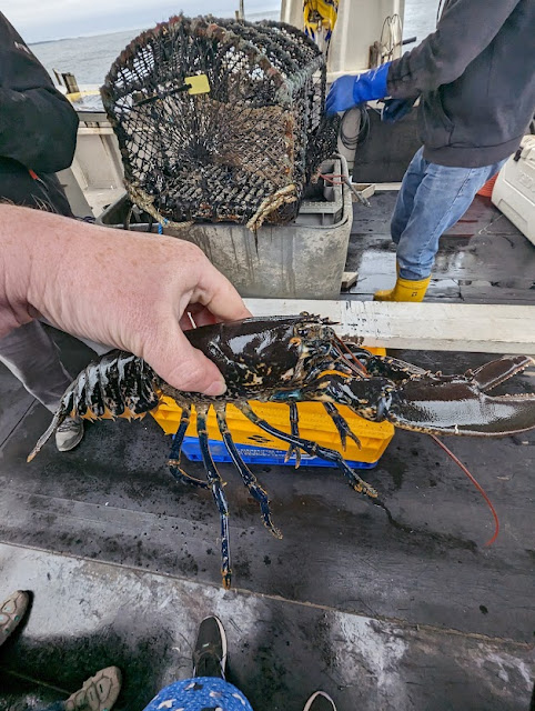 30 Things to Do in Amble  - Catching Lobster