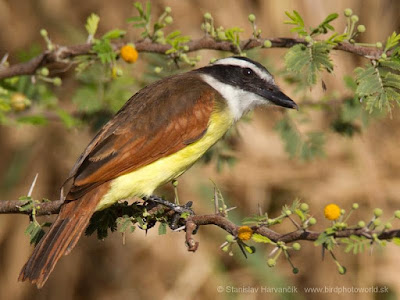 White-bearded Flycatcher