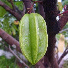 Khasiat buah belimbing besi ~ SuteraUngu87