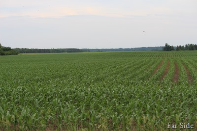 Corn Field