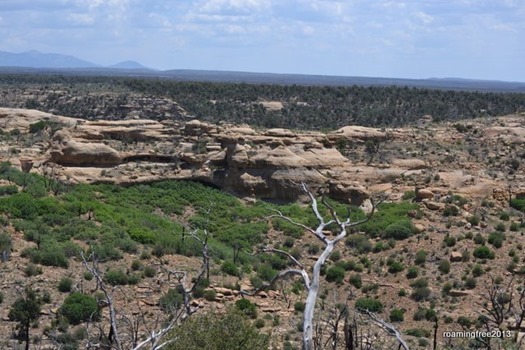 Overlooking the canyon