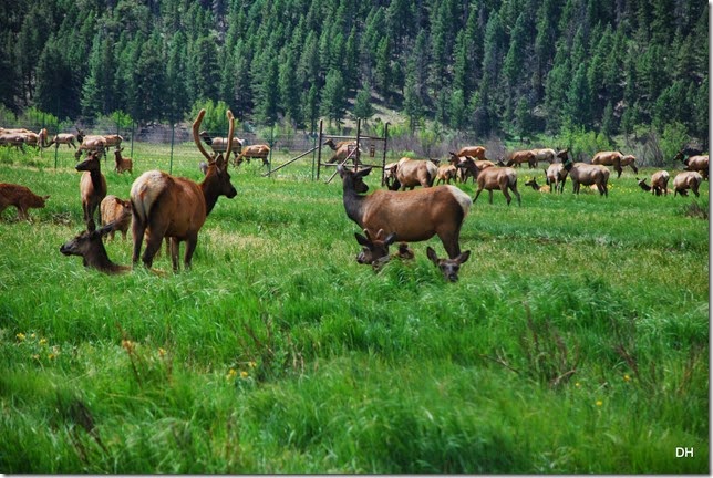 06-22-14 A RMNP Moraine Park (86)